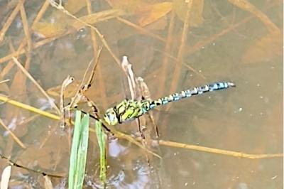 <i>Aeshna cyanea</i>