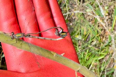 <i>Chalcolestes viridis</i>