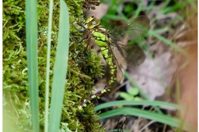 <i>Aeshna cyanea</i>
