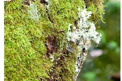 <i>Aeshna cyanea</i>