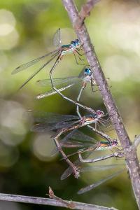 <i>Chalcolestes viridis</i>