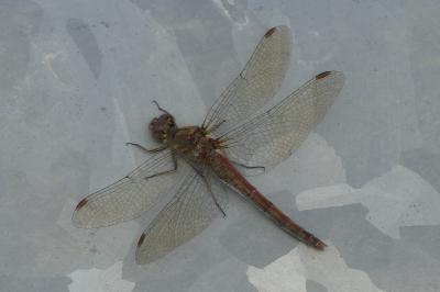 <i>Sympetrum striolatum</i>