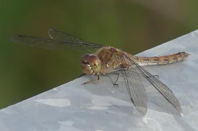 <i>Sympetrum striolatum</i>