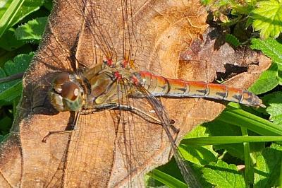 <i>Sympetrum striolatum</i>