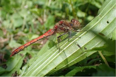 <i>Sympetrum striolatum</i>