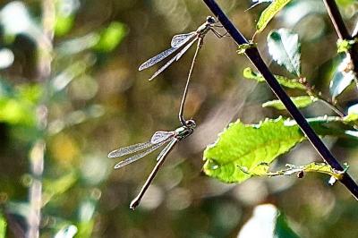 <i>Chalcolestes viridis</i>