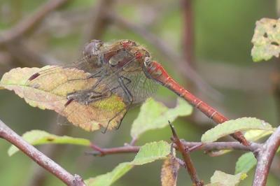 <i>Sympetrum striolatum</i>