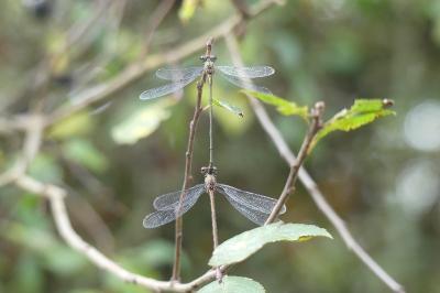<i>Chalcolestes viridis</i>