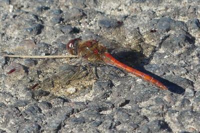 <i>Sympetrum striolatum</i>