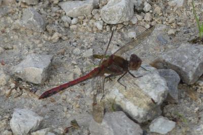 <i>Sympetrum striolatum</i>