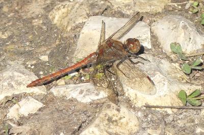 <i>Sympetrum meridionale</i>