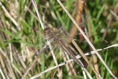 <i>Sympetrum striolatum</i>