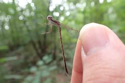 <i>Sympecma fusca</i>