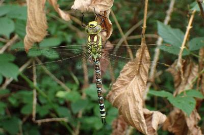 <i>Aeshna cyanea</i>