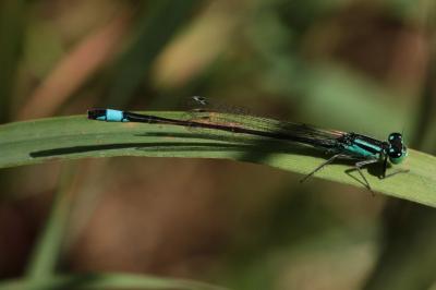 <i>Ischnura elegans</i>