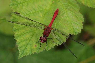 <i>Sympetrum sanguineum</i>
