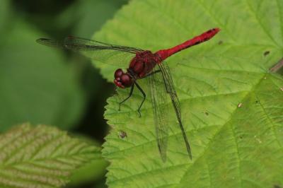 <i>Sympetrum sanguineum</i>