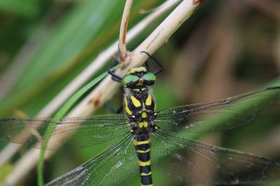 <i>Cordulegaster boltonii</i>