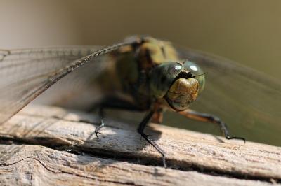 <i>Orthetrum cancellatum</i>