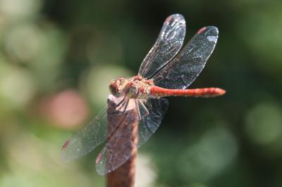 <i>Sympetrum striolatum</i>
