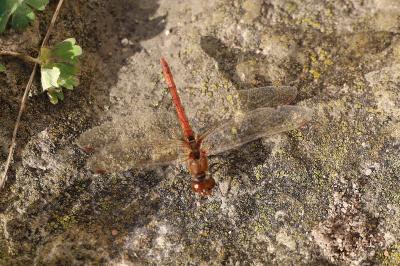 <i>Sympetrum meridionale</i>