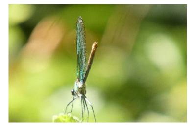 <i>Calopteryx splendens</i>