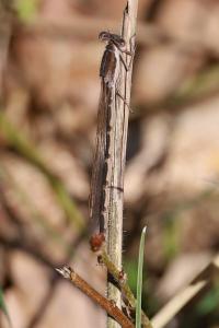 <i>Sympecma fusca</i>