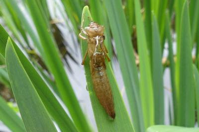 <i>Brachytron pratense</i>