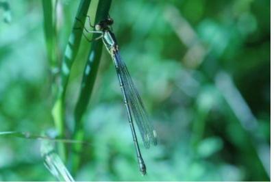 <i>Chalcolestes viridis</i>