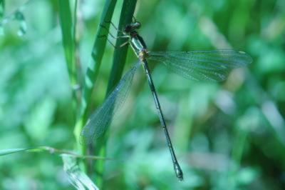 <i>Chalcolestes viridis</i>