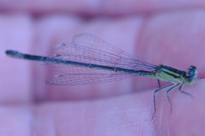 <i>Ischnura elegans</i>