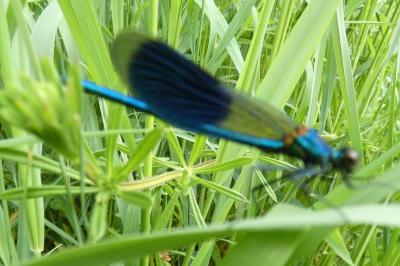 <i>Calopteryx splendens</i>