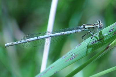 <i>Platycnemis pennipes</i>