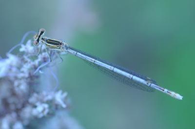 <i>Platycnemis pennipes</i>