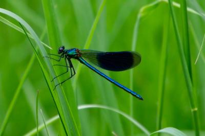 <i>Calopteryx splendens</i>