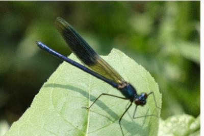 <i>Calopteryx splendens</i>