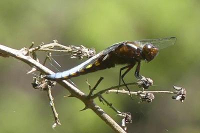 <i>Libellula depressa</i>