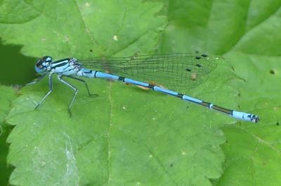 <i>Coenagrion puella</i>