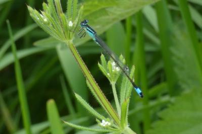 <i>Ischnura elegans</i>