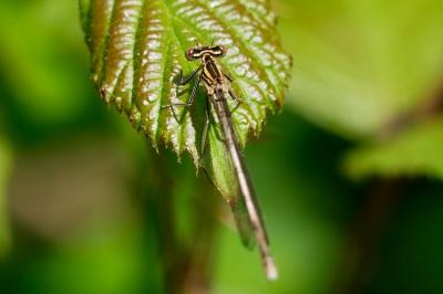 <i>Platycnemis pennipes</i>