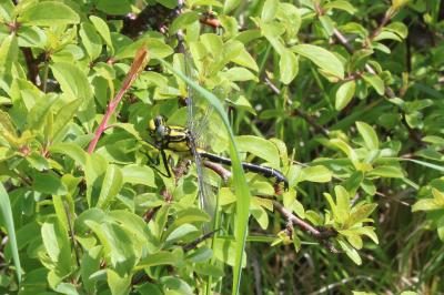 <i>Gomphus vulgatissimus</i>