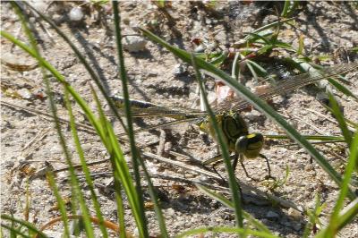<i>Gomphus pulchellus</i>