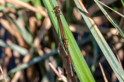 <i>Pyrrhosoma nymphula</i>