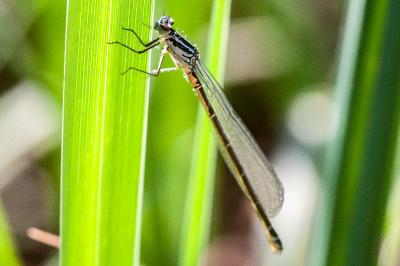 <i>Coenagrion puella</i>