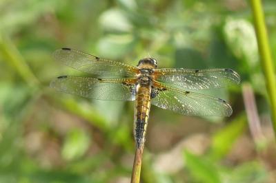 <i>Libellula quadrimaculata</i>