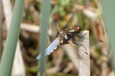 <i>Libellula depressa</i>