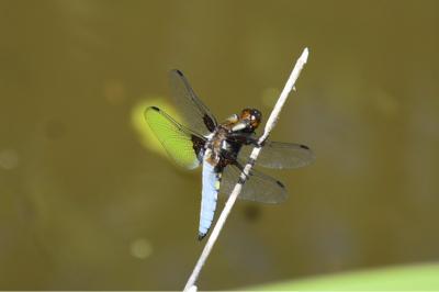 <i>Libellula depressa</i>
