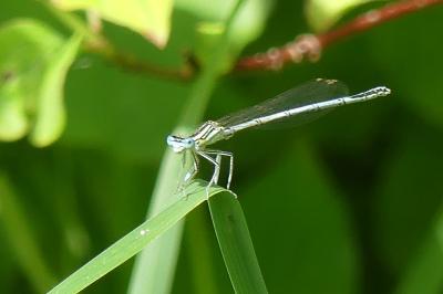 <i>Platycnemis pennipes</i>