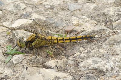 <i>Orthetrum cancellatum</i>