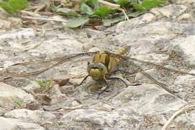 <i>Orthetrum cancellatum</i>